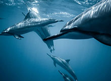 必一运动官网app-揭秘“东北超”｜长春队暂由亚泰教练高彬带队训练